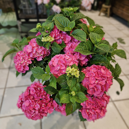 Hortensia fuchsia