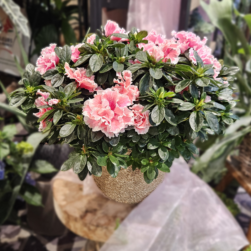 Azalée rose Azalée rose
