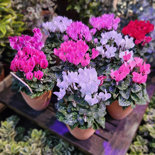 Cyclamen