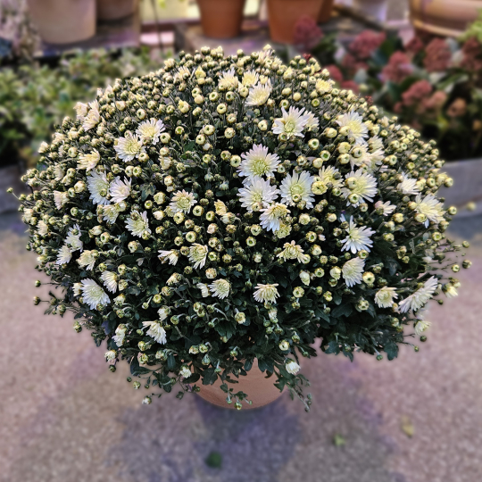 Chrysanthème blanc