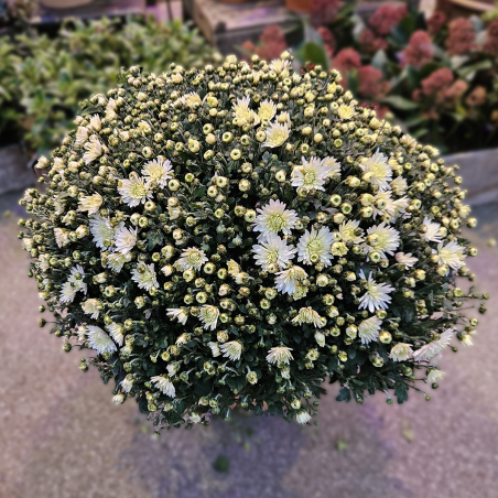 Chrysanthème blanc