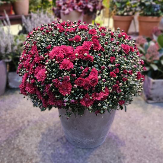 Chrysanthème pourpre