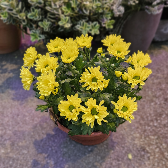 Coupe de Chrysanthème jaune