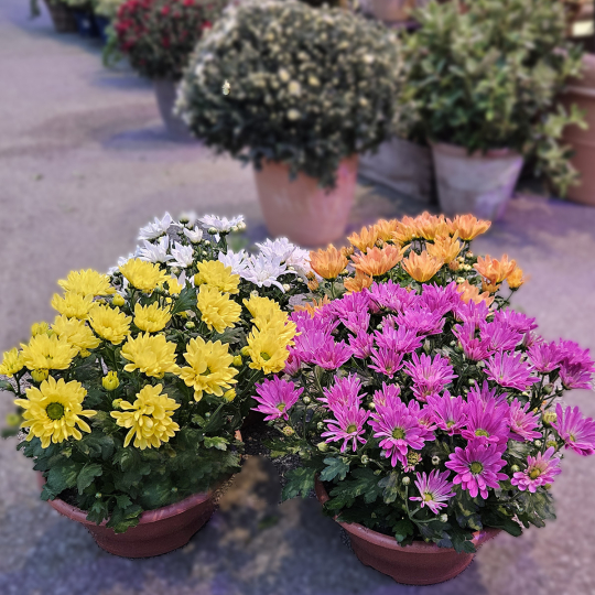 Coupe de Chrysanthème orange