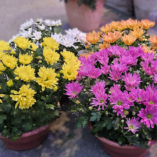 Coupe de Chrysanthème orange