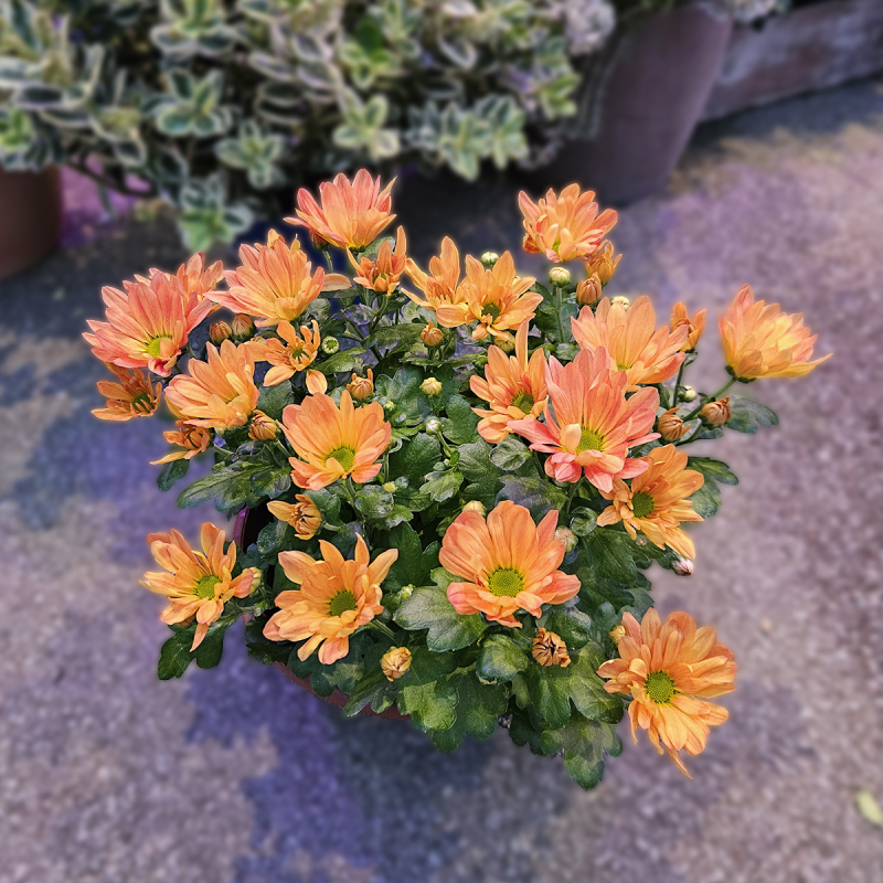 Coupe de Chrysanthème orange Coupe de Chrysanthème orange
