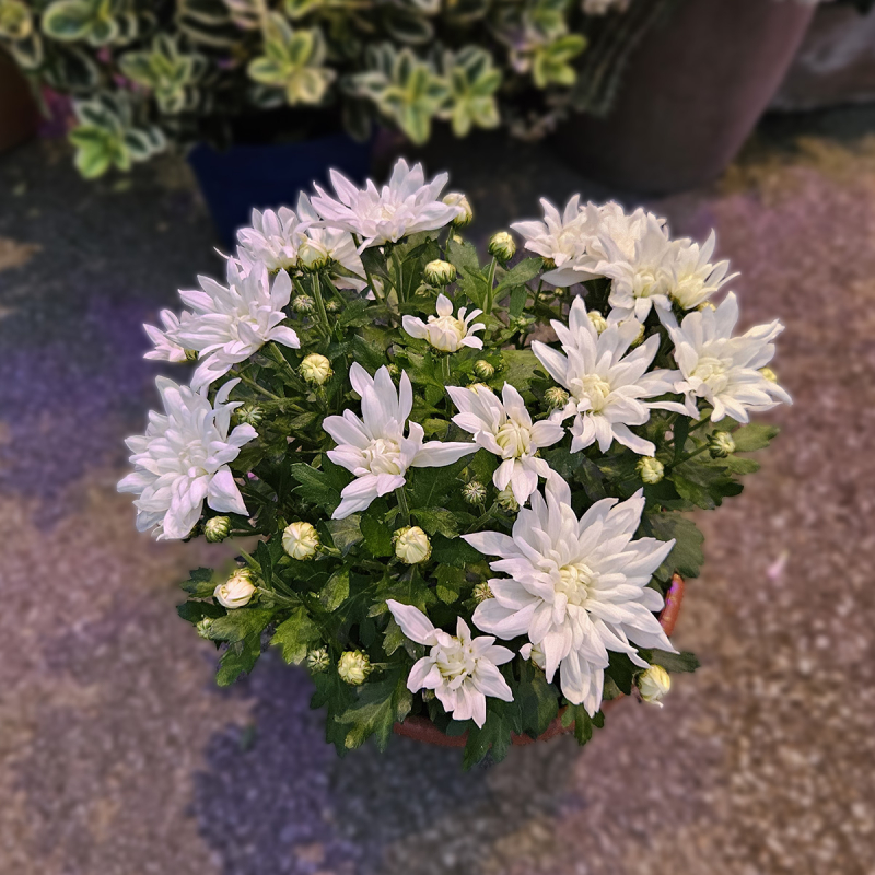 Coupe de Chrysanthème blanc Coupe de Chrysanthème blanc