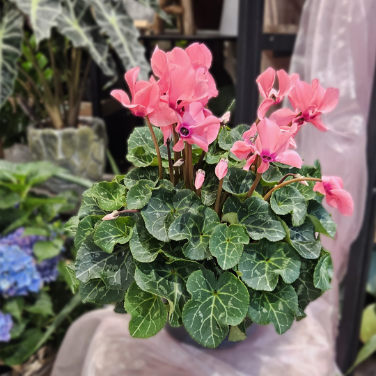 Gros Cyclamen rose