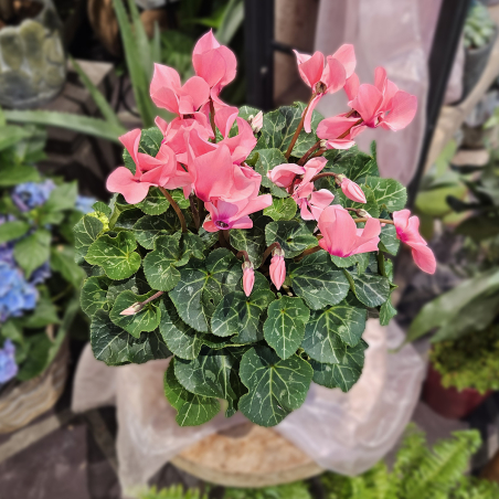 Gros Cyclamen rose