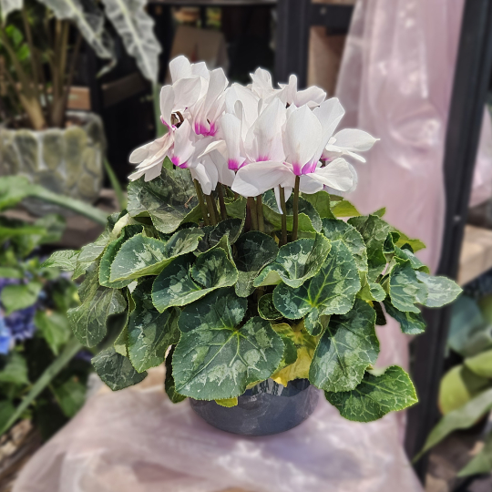 Gros Cyclamen blanc