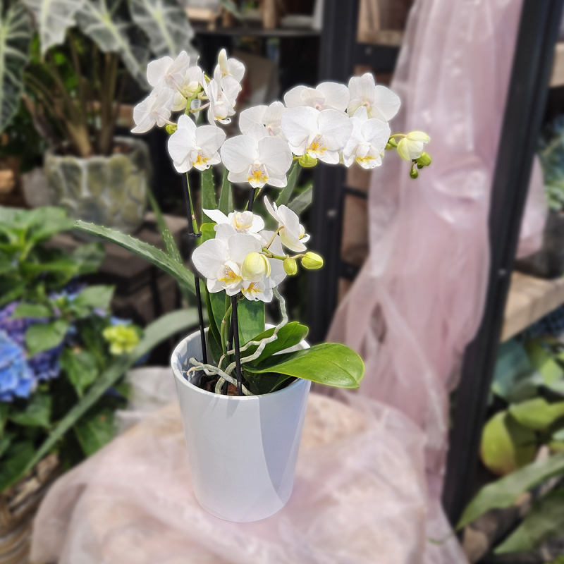 Orchidée phalaénopsis Orchidée phalaénopsis