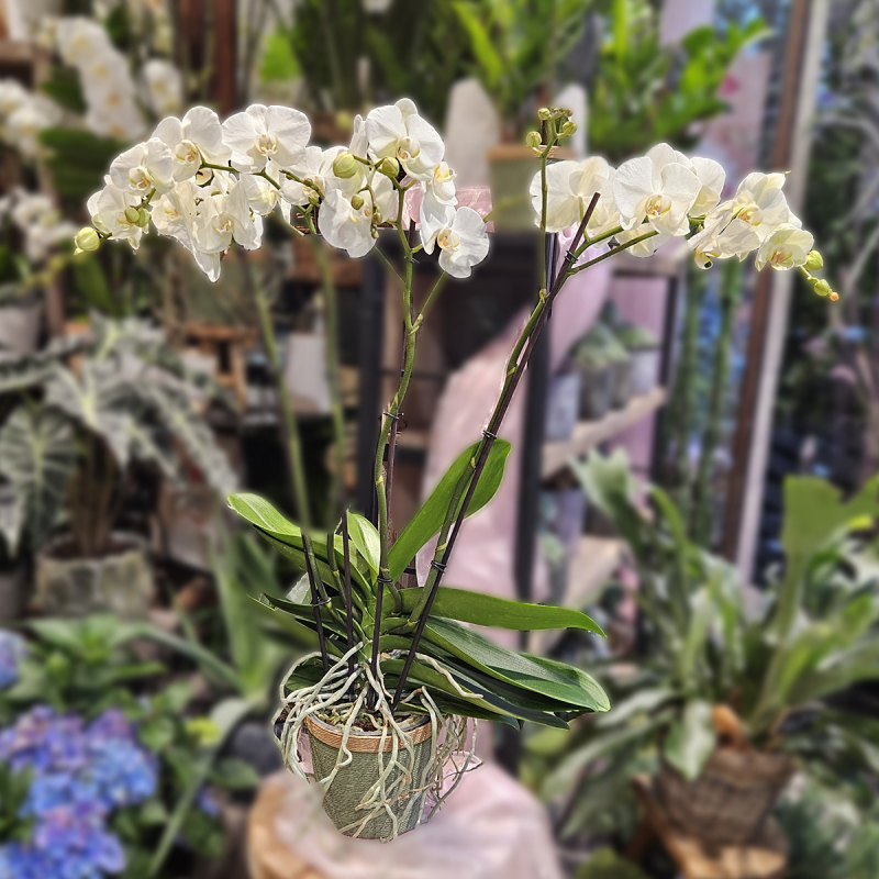 Orchidée Queen Orchidée Queen