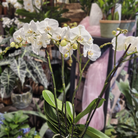 Orchidée Queen