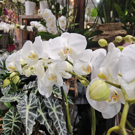 Orchidée Queen