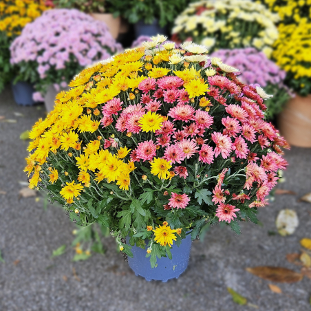 Chrysanthème Arlequin