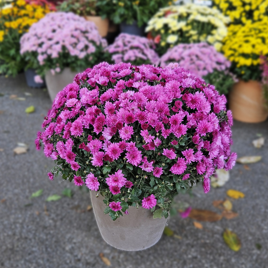 Chrysanthème fuchsia