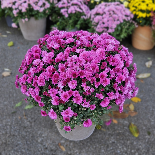 Chrysanthème fuchsia Chrysanthème fuchsia