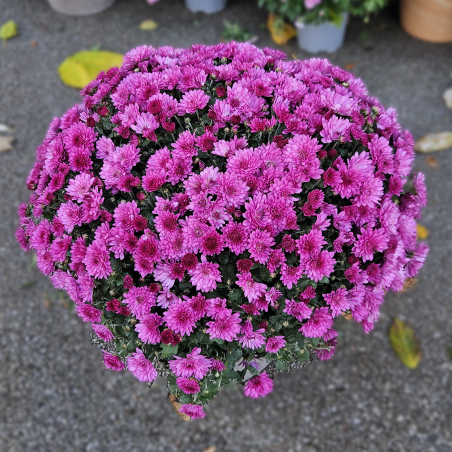 Chrysanthème fuchsia