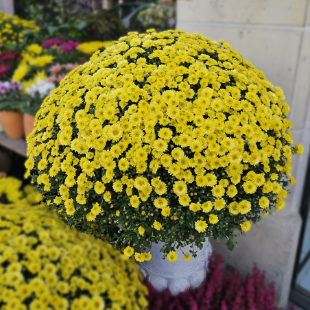 Chrysanthème Jumbo