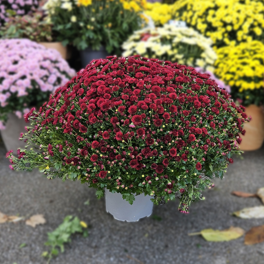 Chrysanthème grenat