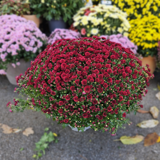 Chrysanthème grenat Chrysanthème grenat