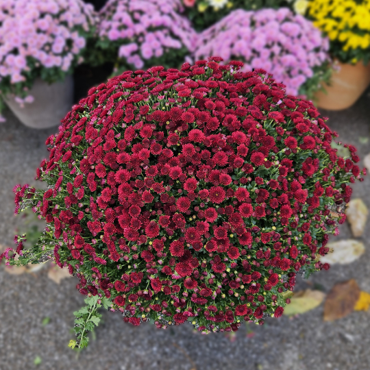 Chrysanthème grenat Chrysanthème grenat