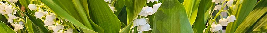 Muguet de Mai