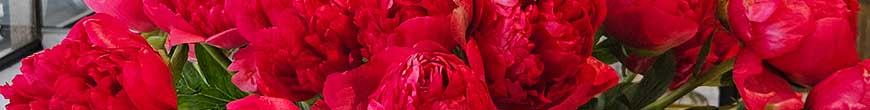 la pivoine