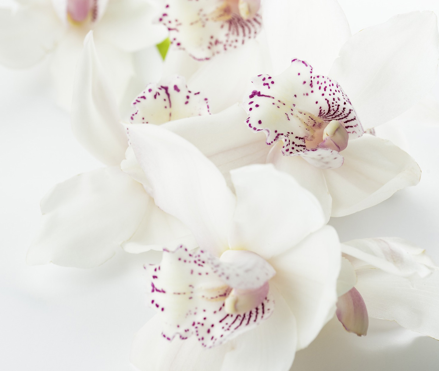 les fougères fleuriste orchidée
