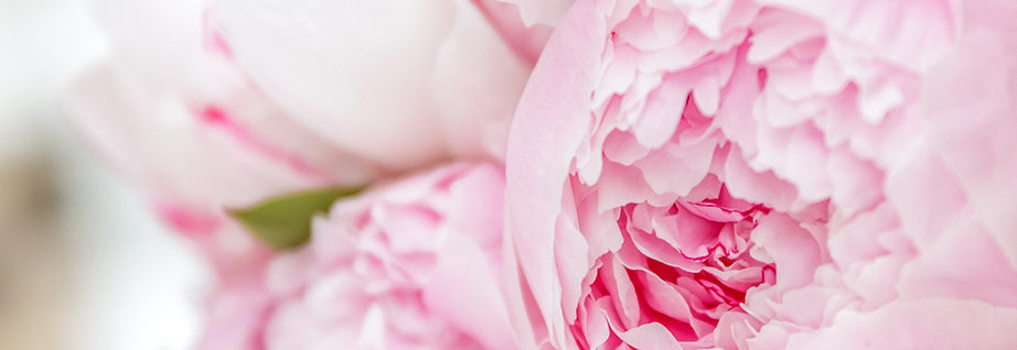 Les Fougères Créateur floral Caen Normandie